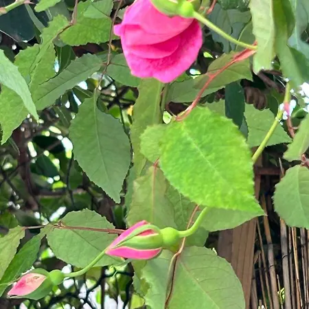 Serenity - Garden Calm & Air Conditioning Downtown * Saint-Laurent-du-Var